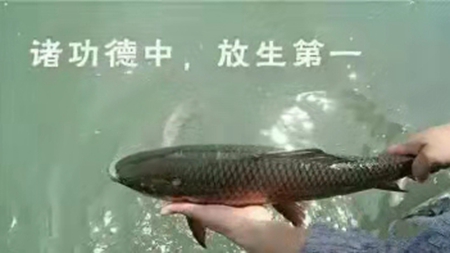 放生第一